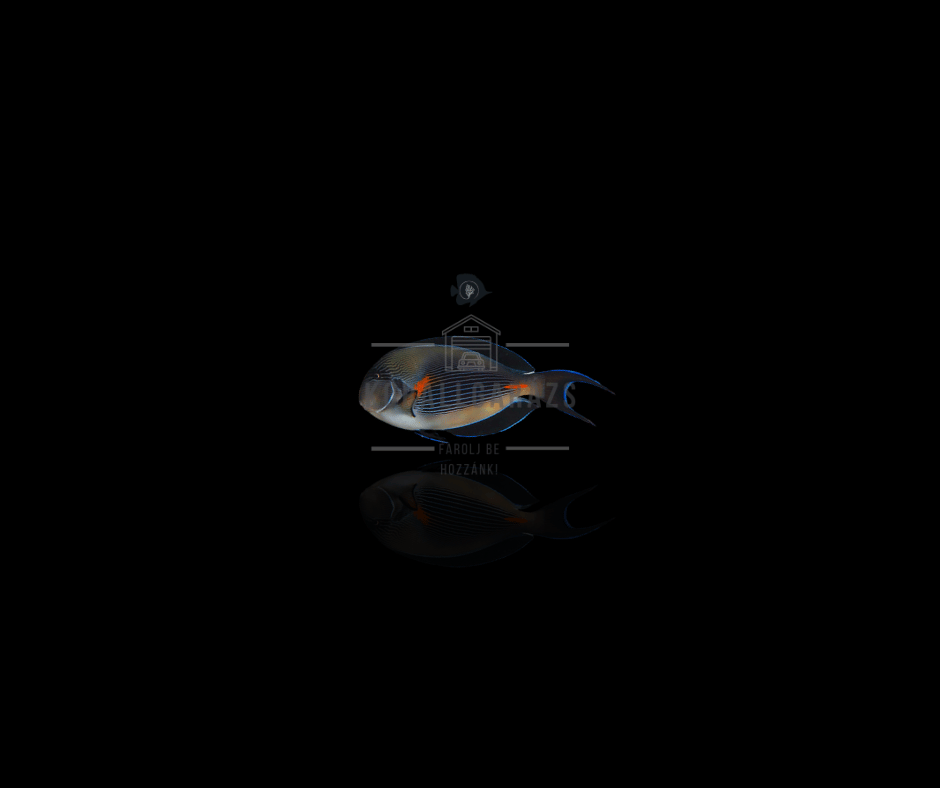 Acanthurus Sohal